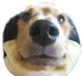 bakamaru