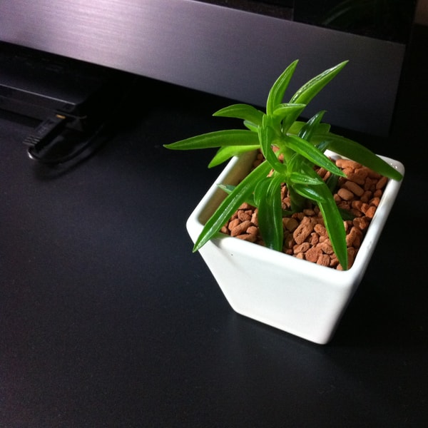 観葉植物