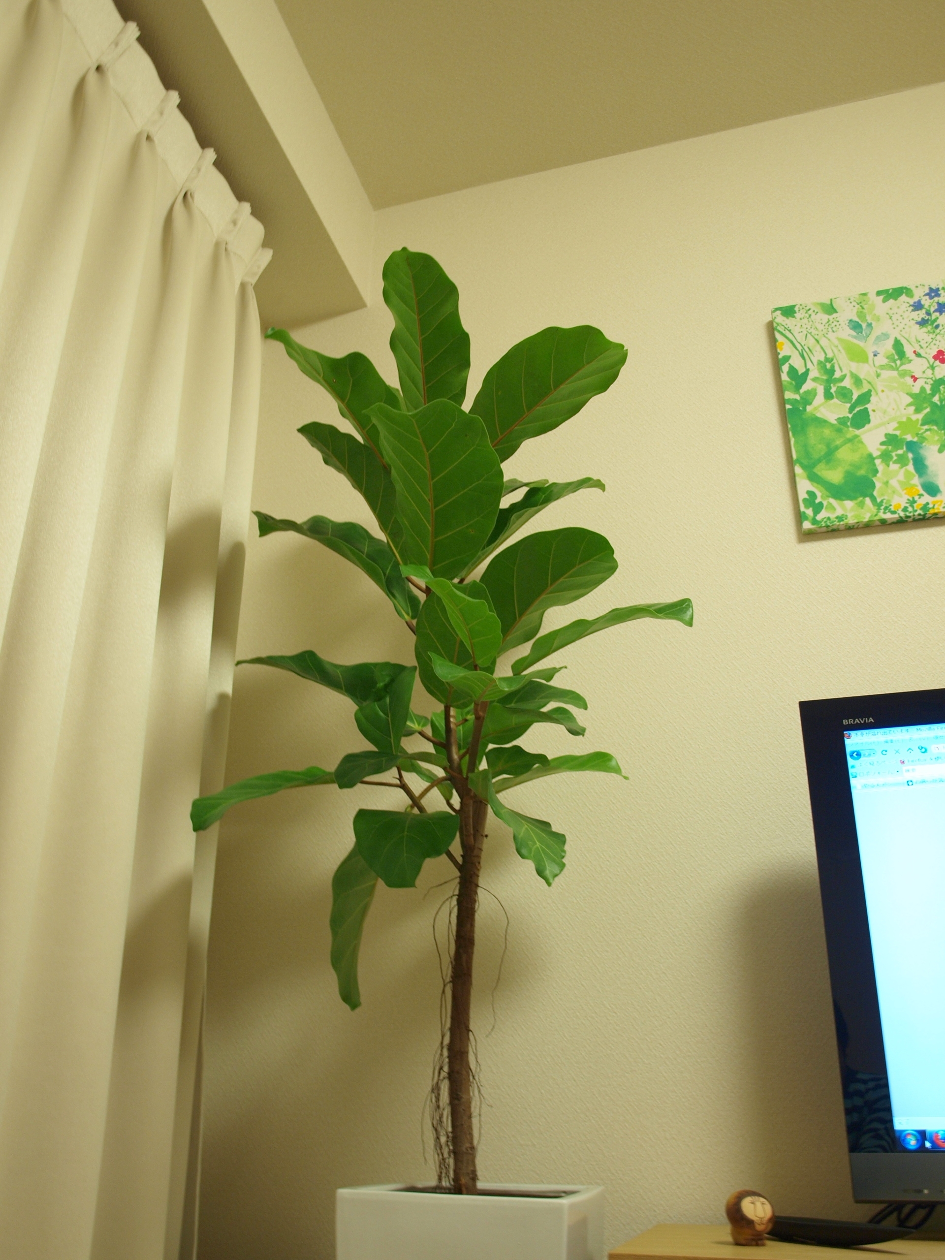 観葉植物