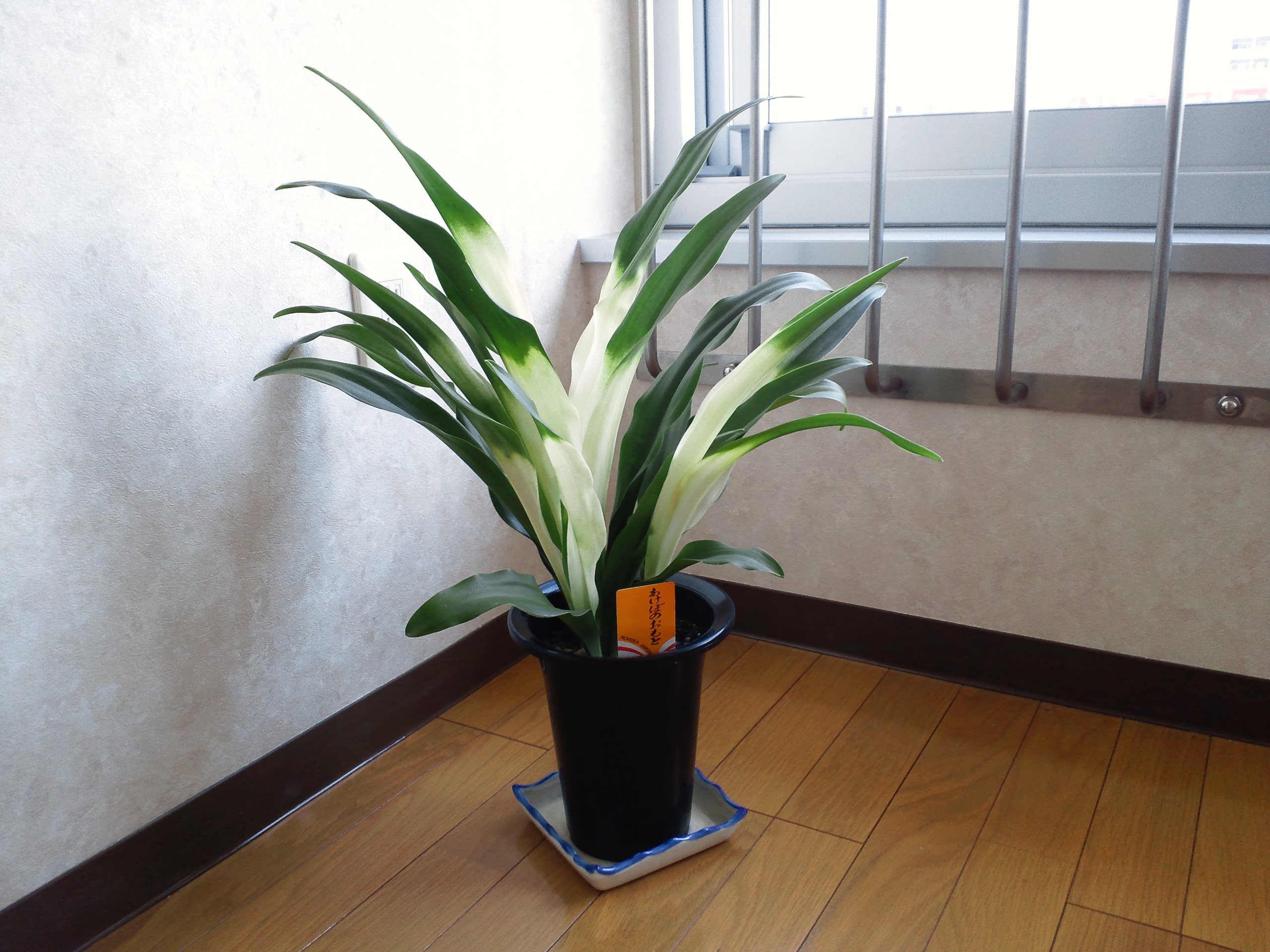 おもと