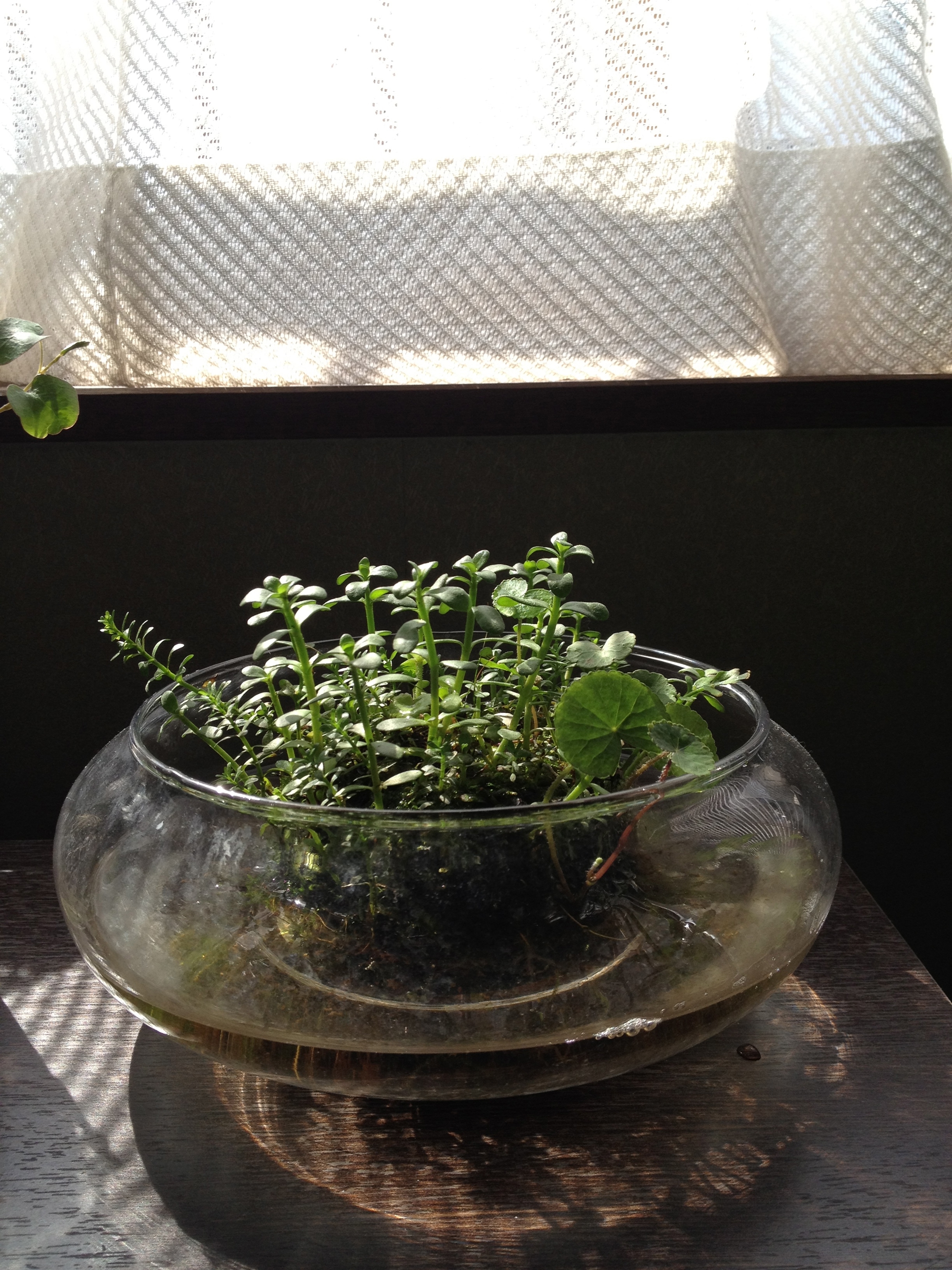 侘び草