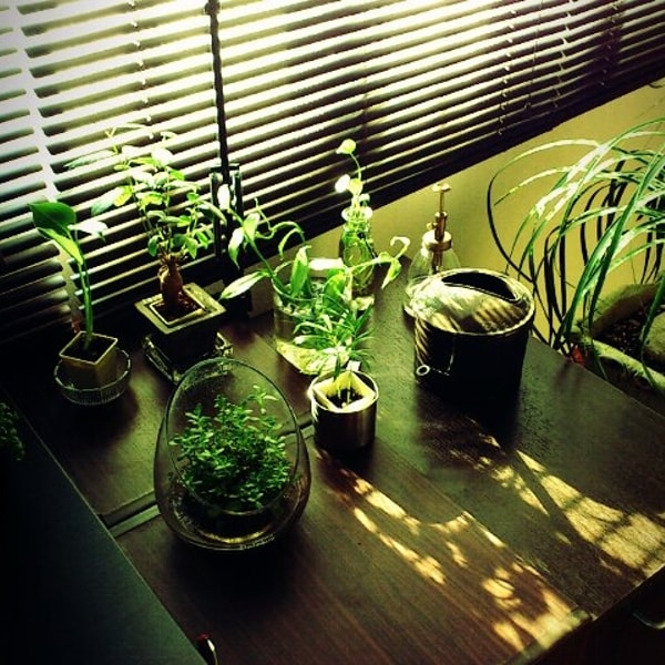 当時の観葉植物たち