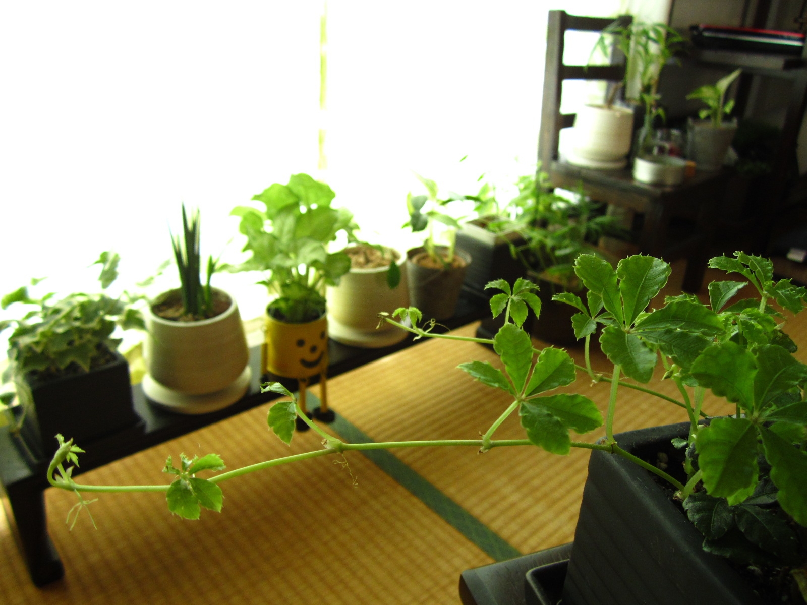 観葉植物たち