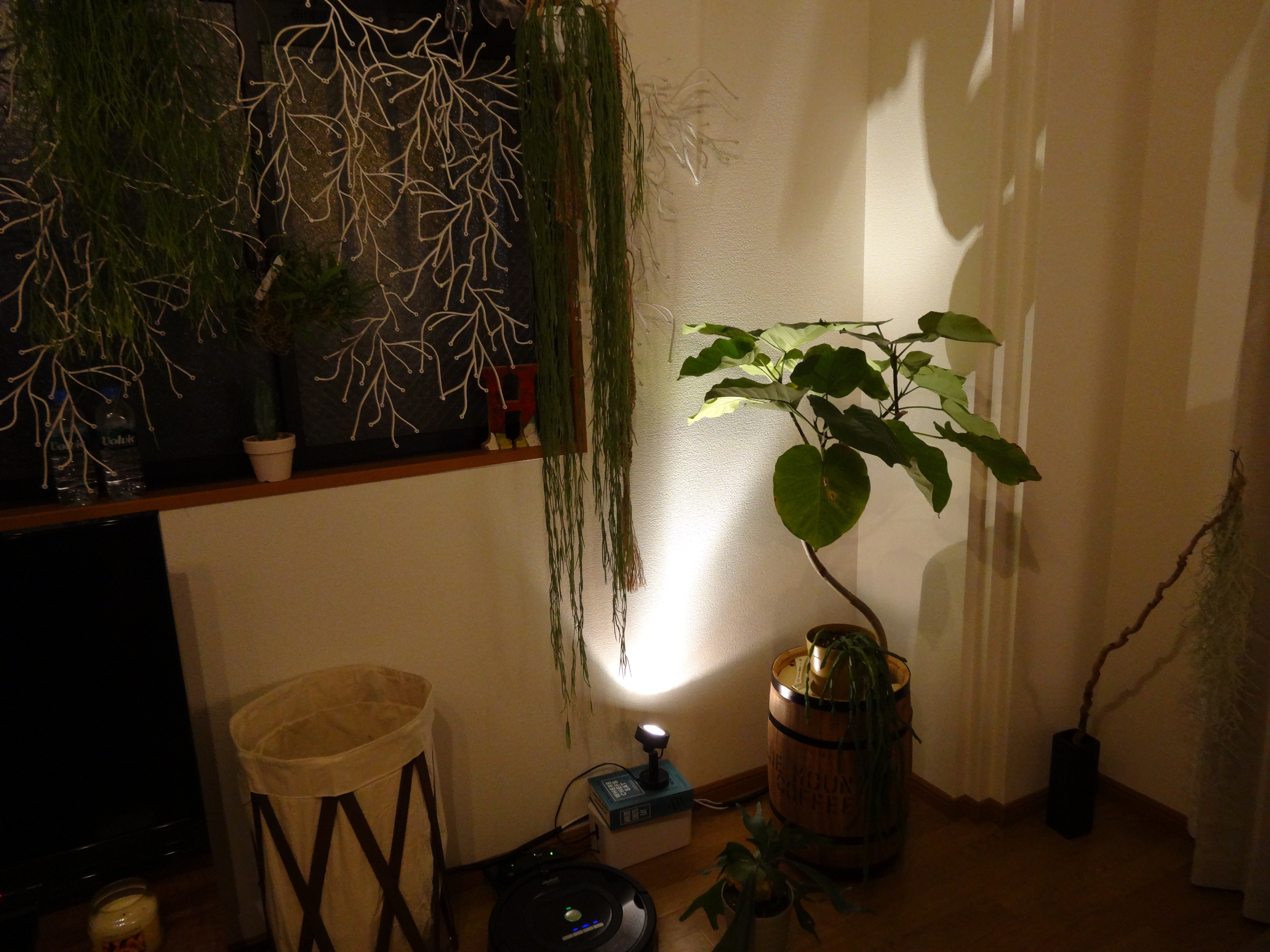 お気に入りの植物達①
