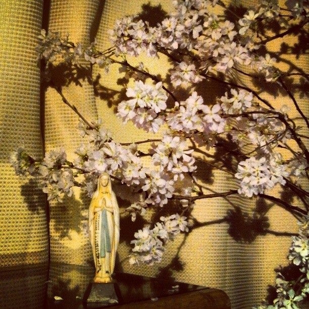 聖母と桜