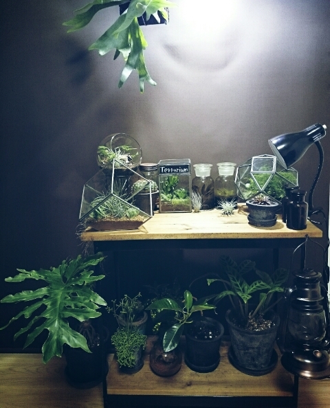 植物ディスプレイ