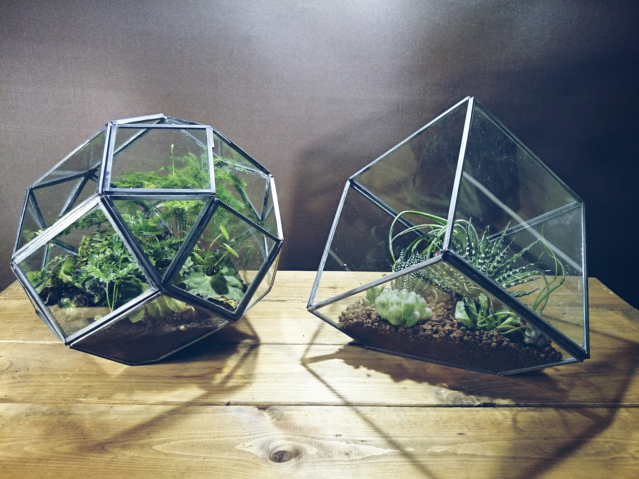 植物ディスプレイ