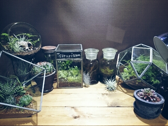 植物ディスプレイ