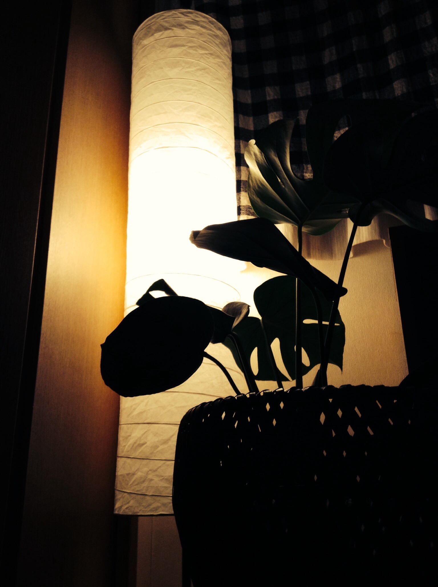 モンステラ