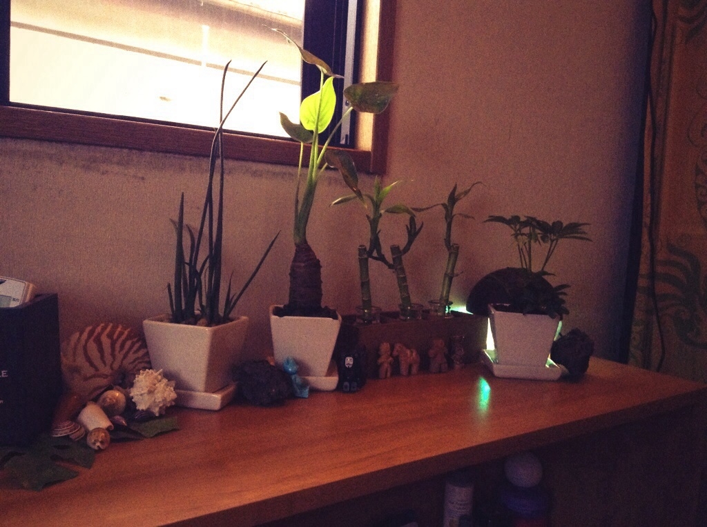 植物追加