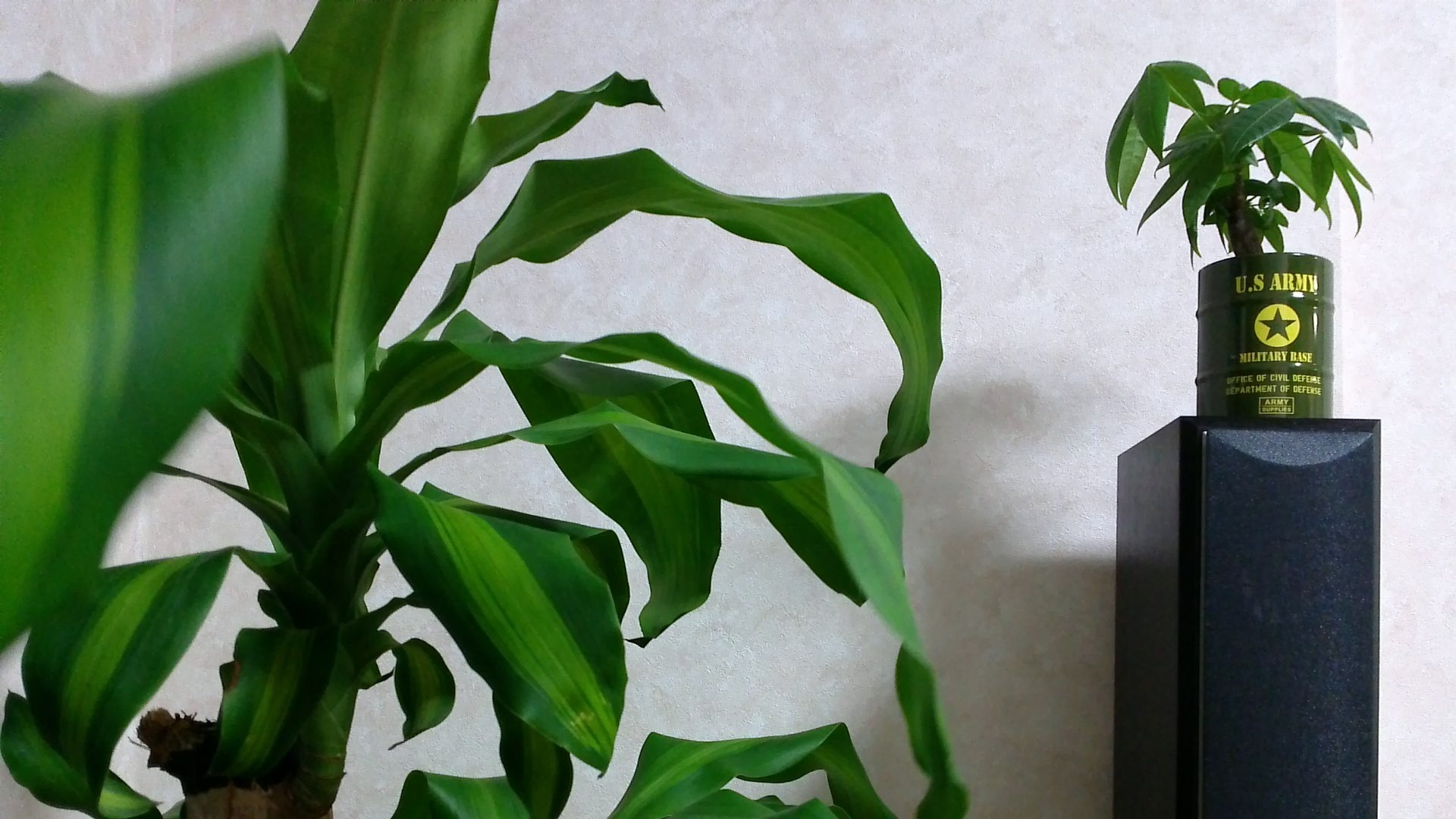 観葉植物
