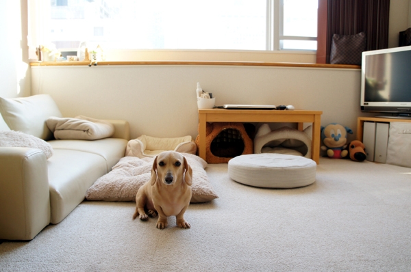 犬部屋