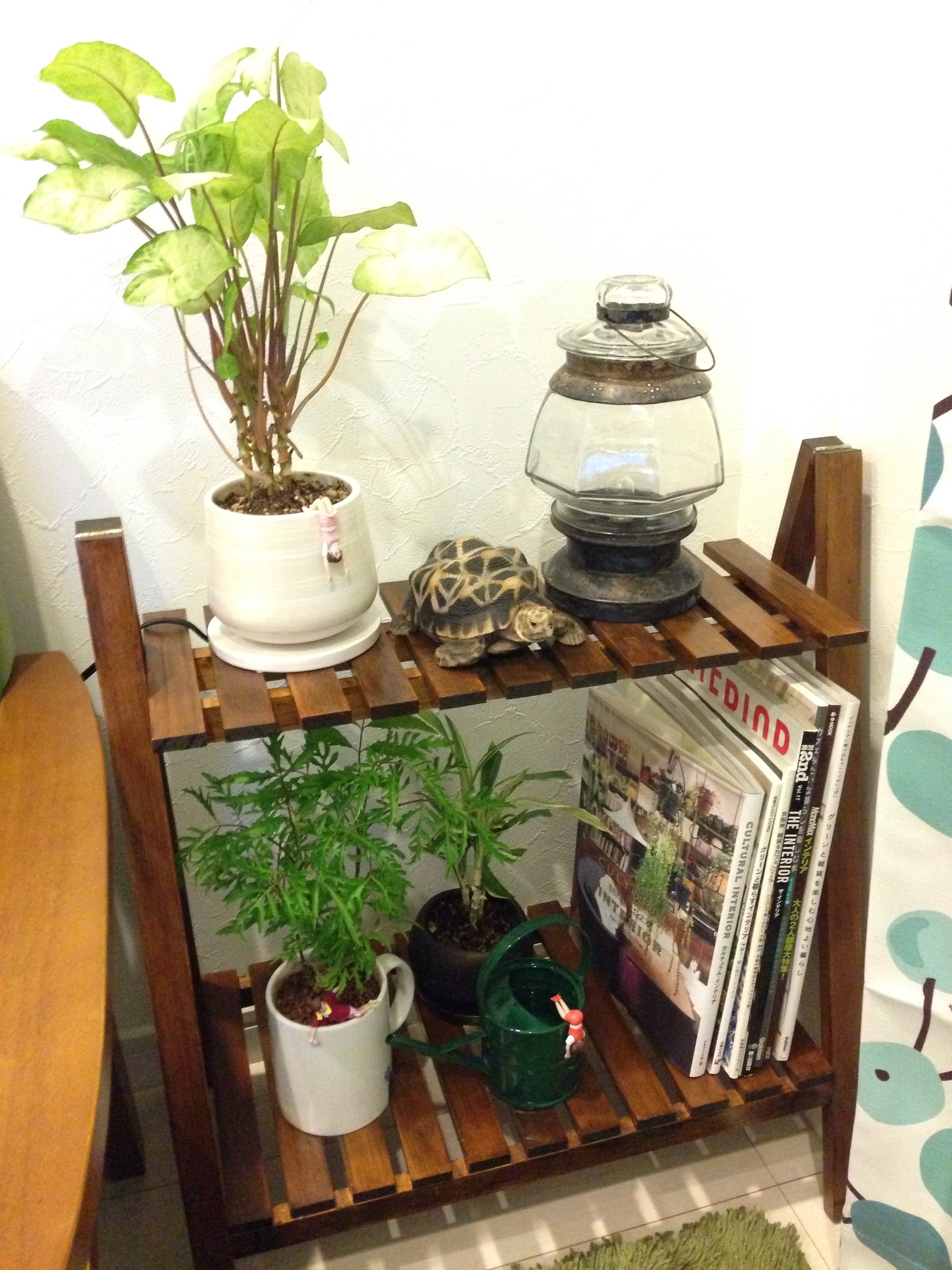 草①