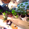 玄関の植物