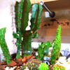 多肉植物の寄植え